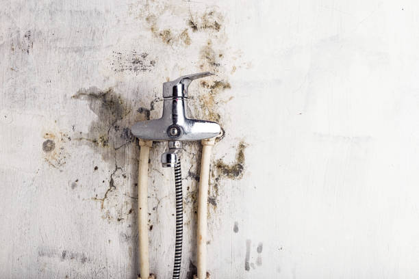 Best Black Mold Removal  in Colusa, CA
