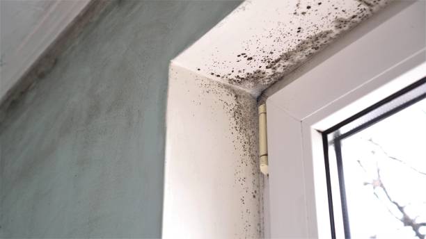 Certified Mold Removal in Colusa, CA