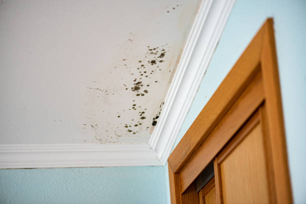 Best Mold Testing  in Colusa, CA