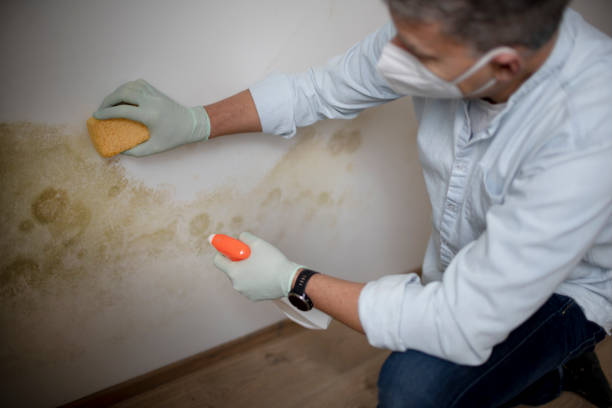 Best Mold Removal and Inspection  in Colusa, CA