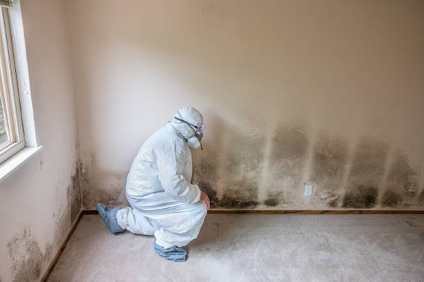 Best Toxic Mold Removal  in Colusa, CA